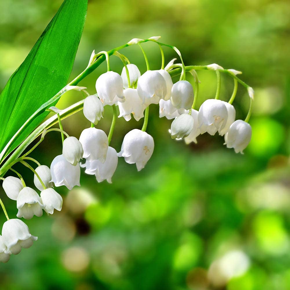 Lily of The Valley Bulbs for Planting - Stunning White Weeping Flowers - Fresh Leucojum Bulbs to Grow