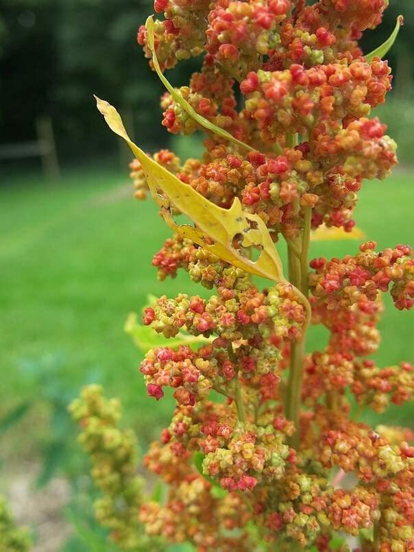 Lambsquarters, Lamb's Quarters Seeds for Planting (100 Seeds) - Chenopodium album - Lamb's Quarters
