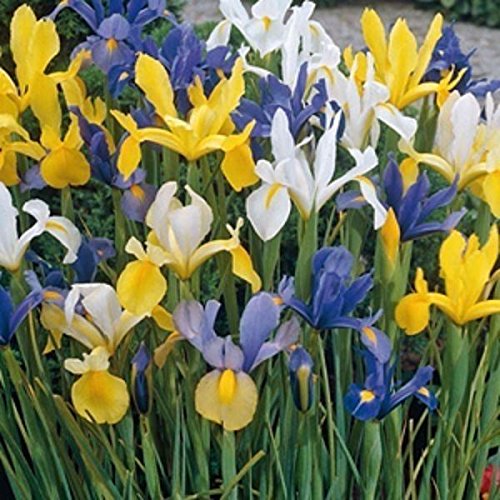 25 Dutch Iris Mix bulbs, Summer Sky - shipping !