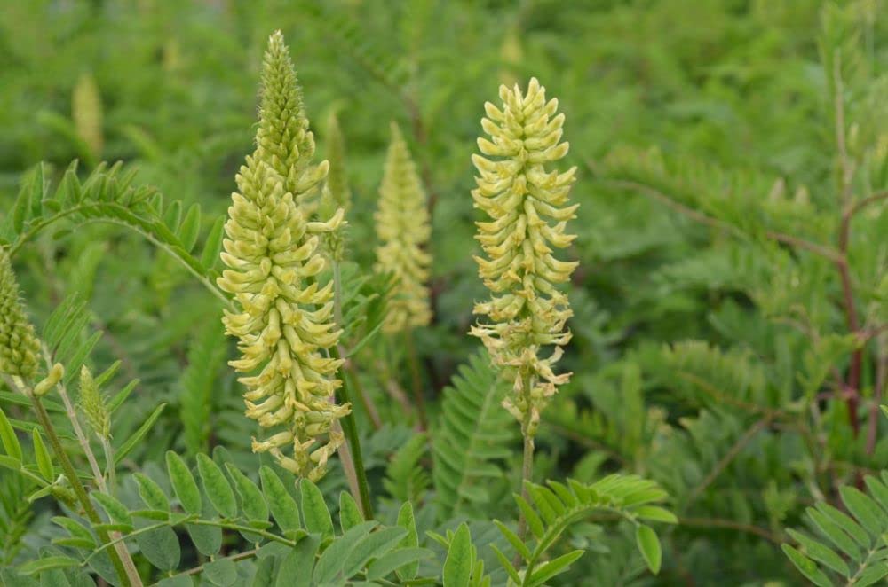 Canada Milk Vetch Seeds for Planting (50 Seeds) - Astragalus Canadensis