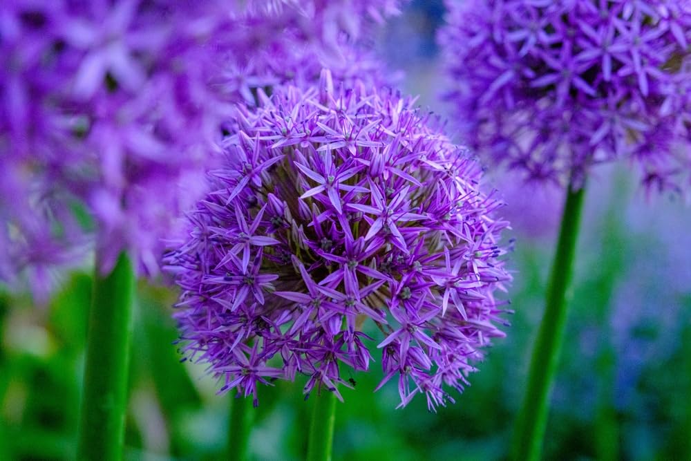 5 Purple Rain Allium Bulbs for Planting - Perennial Garden Flowers