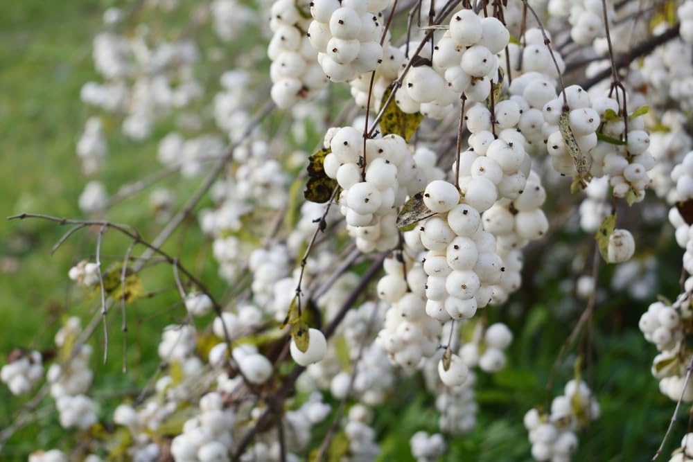 Snowberry Bush Seedlings for Planting - Symphoricarpos Albus (1 Seedling)