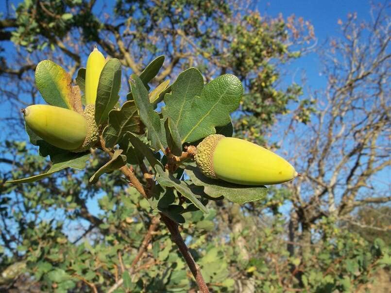 Blue Oak Tree Seeds for Planting | 5 Big Healthy Seeds | Blue Oak is Prized for Attractive Leafs and Acorns