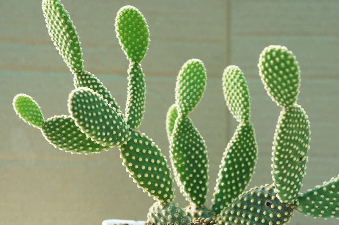 Prickly Pear Cactus Mix - 50+ Seeds - All The Favorites! - Ships from Iowa, USA - Grow Exotic Cacti - Oputina Mix