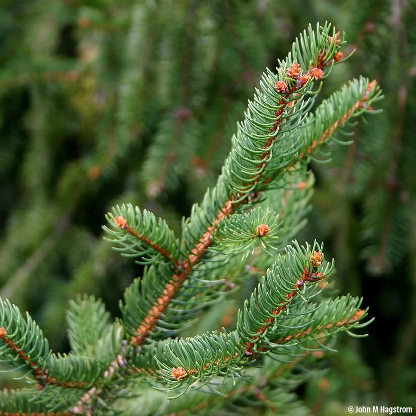 Norway Spruce Tree Seedlings for Planting - Beautiful Evergreen Tree Seeds - Picea Abies - No Ship to California