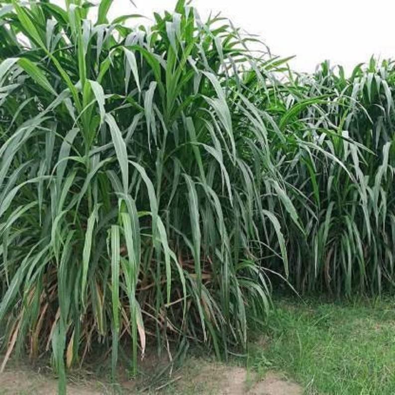 Elephant Grass Seeds - 30 Seeds - Tallest Grass in The World - Ships from Iowa, Made in USA