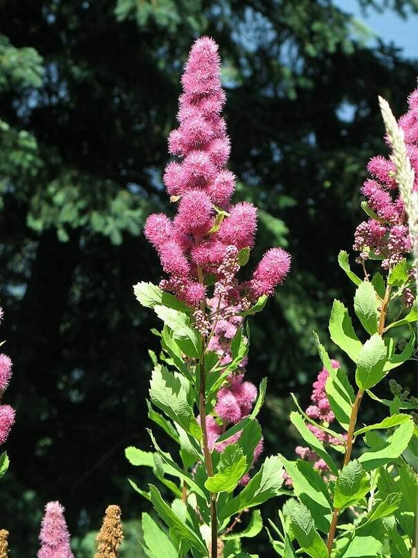 Steeple Bush Flower Seeds for Planting (100 Seeds) Stunning Tall Pink Steeple Shaped Blooms - Spiraea douglasii