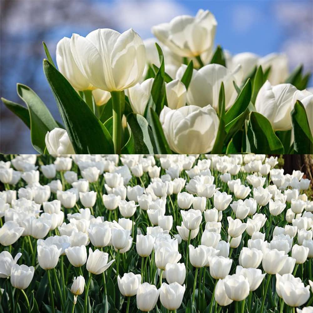 3pcs Tulip Bulbs Mixed Tulips Varieties Collection Tulips Bulbs for Gardens Spring Flowering Bulbs Ready to Plant Flower Bulbs Add a Pop of Vibrant Color to Your Garden with Beautiful Tulip Bulbs