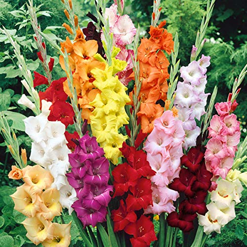 Made and Shipped in USA (25) Fresh Large Bulbs, New, Giant Flowering Mixed Colors Gladiolus Bulbs, Plants, Flowers, Flowering Perennials,Sword Lily, Gladioli-SeedsBulbsPlants&More