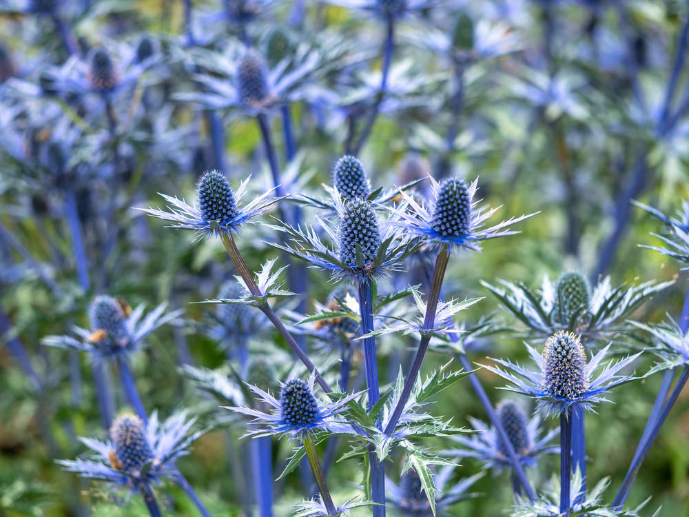 25 Blue Thistle Seeds to Plant - Rare Swiss Alps Thistle
