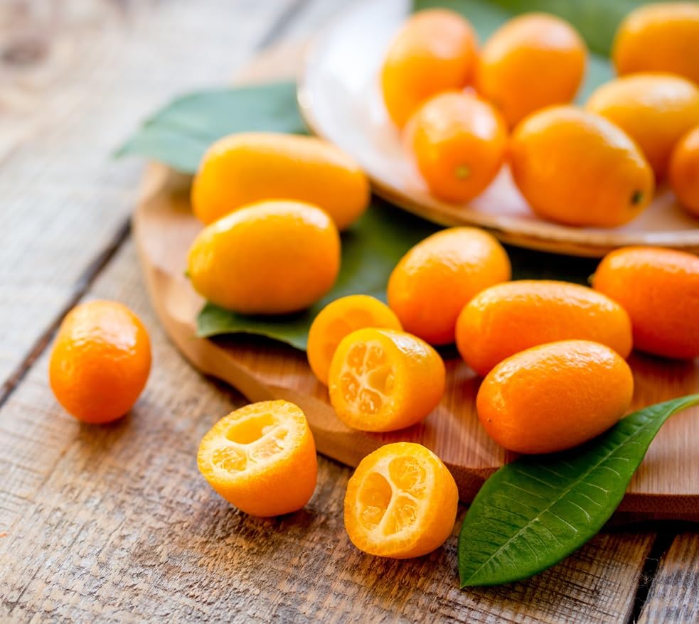 Kumquat Bonsai Tree Seeds for Planting - 2 Rare and Real Kumquat Seeds