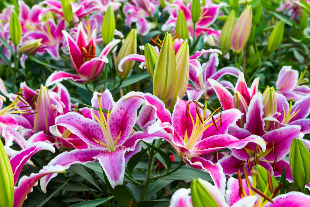 Stargazer Bulbs for Planting - 6 Fresh Bulbs, Easy to Grow - Made in USA, Ships from Iowa