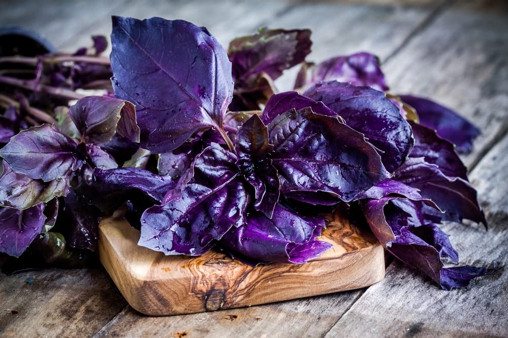 200+ Purple Basil Herb Seeds - Made in USA - Great for Making Pesto