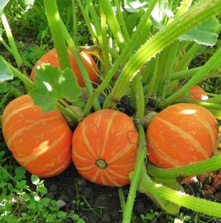 Orange Cutie Squash Seeds for Planting (10 Seeds) - Easy to Grow - Ships from Iowa, USA