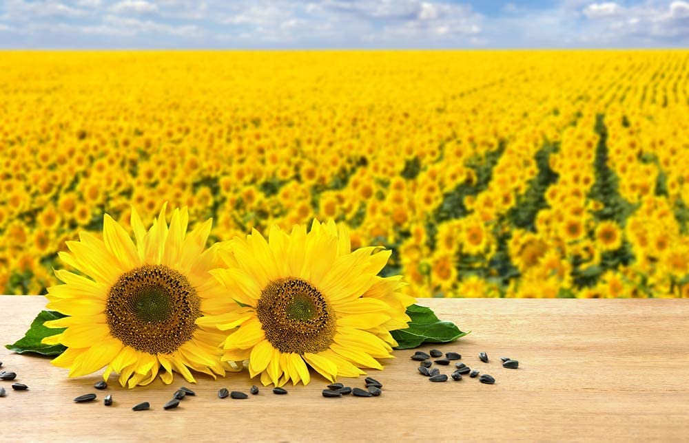 Black Oil Sunflower Seeds for Planting - 100+ Seeds - Made in USA - Attract Birds, Produce Sunflower Oil
