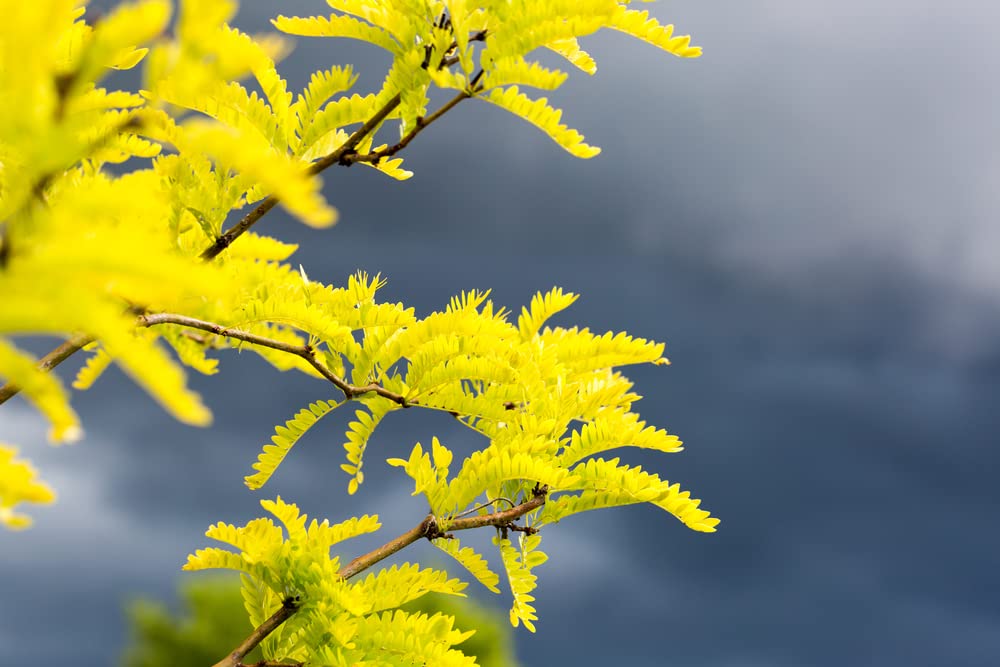 Thornless Honey Locust Seeds for Planting (12 Seeds) - Gleditsia triacanthos Inermis