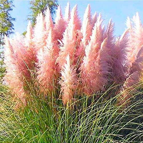 Giant Pink Pampas Grass Seeds - 100 Seeds - Ships from Iowa, Made in USA