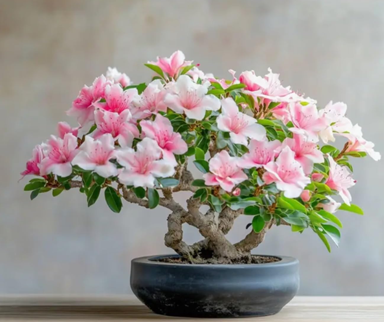 10 Carolina Azalea Flower Seeds for Planting - Rhododendron