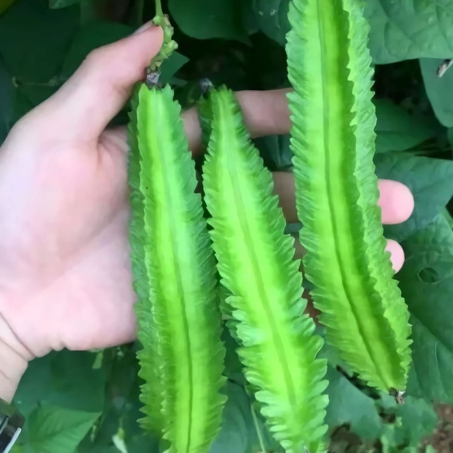 20 Pcs Non-GMO Winged Bean Seeds Psophocarpus Tetragonolobus Natural Green Seeds,for Growing Seeds in The Garden or Home Vegetable Garden