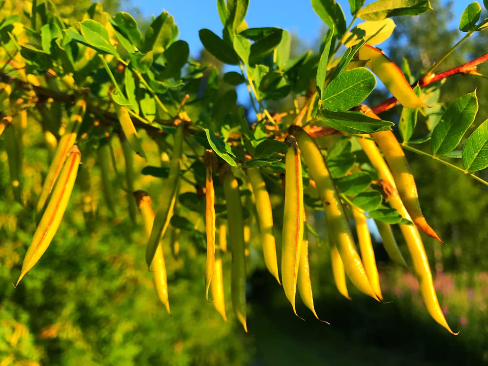 Siberian Peashrub Seeds for Planting (30 Seeds) Attractive Bush That Blooms Flowers and Pea Pods - Caragana arborescens