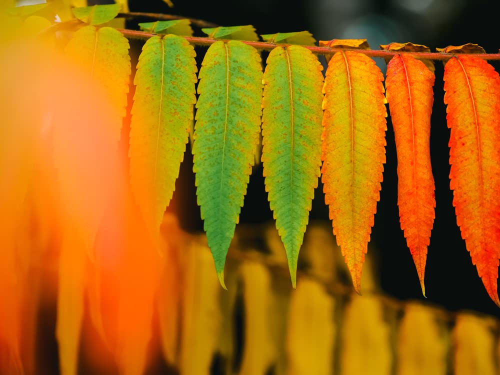 Shining Sumac Bus Seedlings to Plant (Not Seeds) - Rhus copallinum - No Ship to California