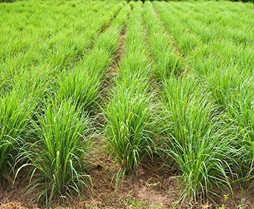 Lemon Grass Seeds - Cymbopogon citratus