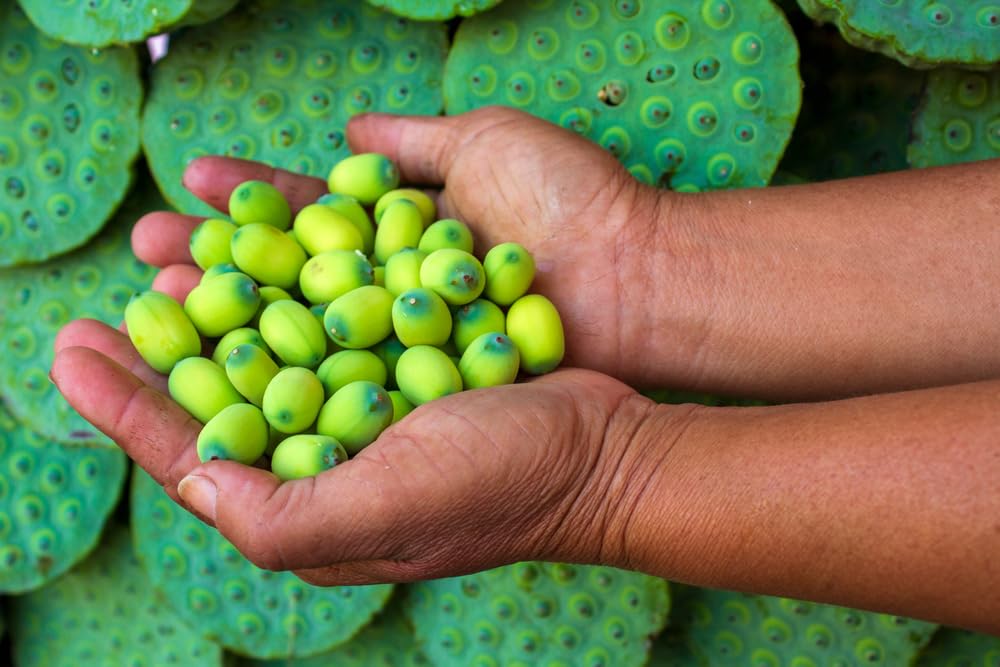 12 Lotus Seeds Bonsai Lotus Seeds for Planting, Water Lily Flower, Aquatic Plants Seeds, Pond Plants,Non-GMO Home Garden Plant Seeds, Flowering Aquatic Bonsai Plant (Nelumbo)