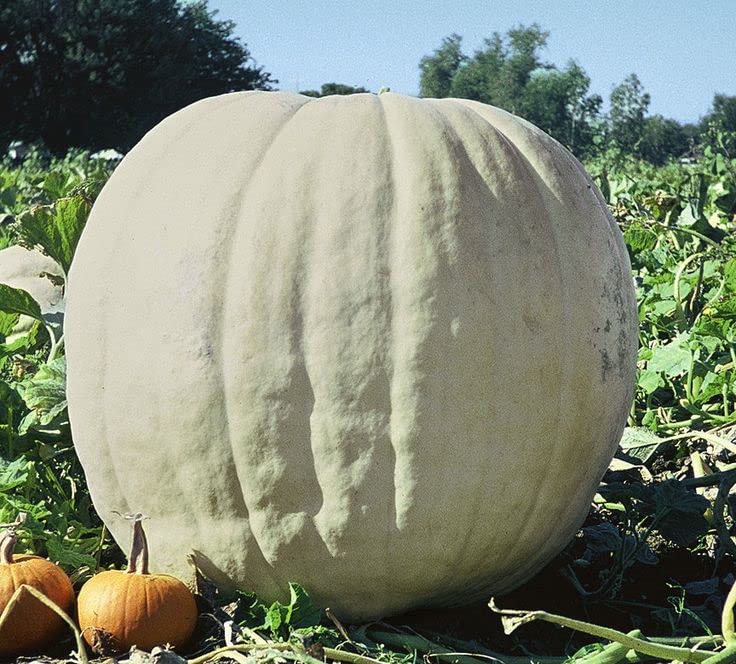 Show Winner White Giant Punmpkin Seeds for Planting | 10 Seeds | Easy to Grow, Giant White Pumpkins