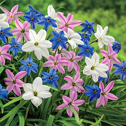 Starflowers Mix 15 Bulbs 4/+ cm Bulbs - Very Hardy - Ipheion uniflorum