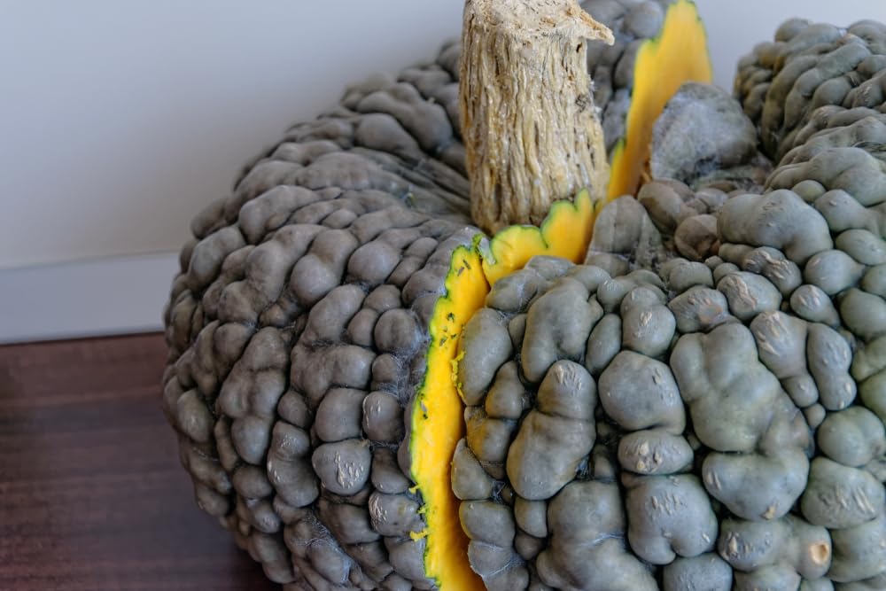 10 Green Warty Thing Squash Seeds for Planting - Very Tasty - Marina di Chioggia