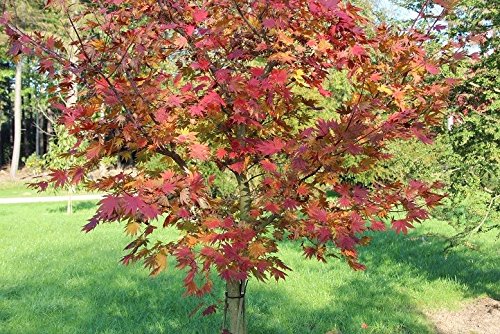 Sugar Maple, Acer Saccharum (Northern), 20 Tree Seeds, Fall Colors!