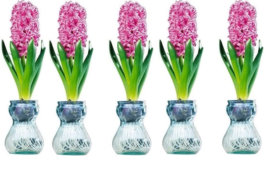 Hyacinth Bulb and Forcing Vase - Ready to Grow Indoor Hyacinth, Just Add Water - Made in USA