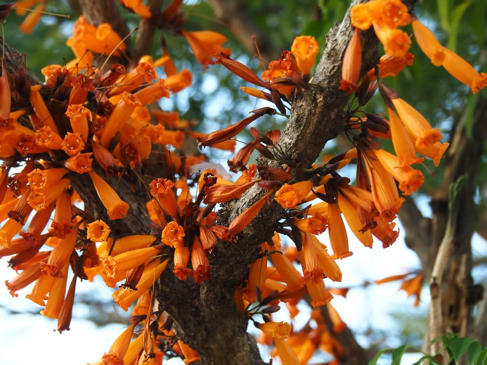 5 Orange Tree Jasmine Seeds for Planting - Mayodendron igneum - Golden Bells Tree