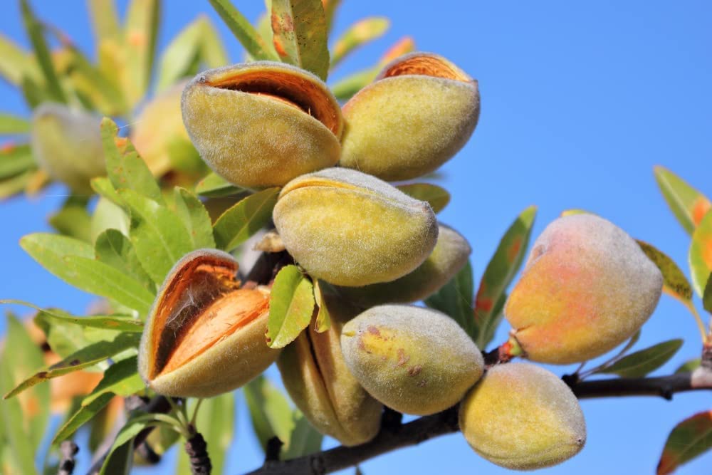 Almond Tree Seeds - 10 Seeds - Grow Almonds Trees