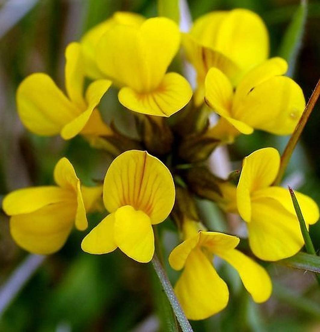 Birds Foot 500 Seeds - Lotus Corniculatus | Exotic and Fast Growing | Ships from Iowa, USA