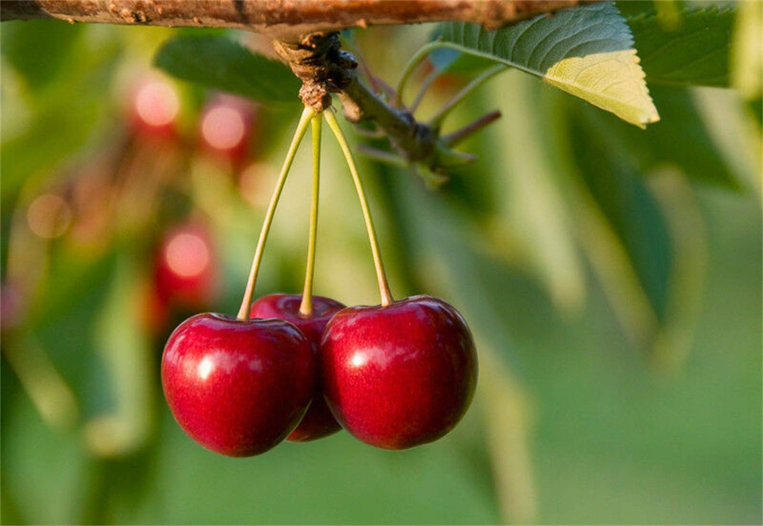 Sweet Cherry Seeds Prunus avium Seeds 20 Pcs - Cherry Blossoms Seeds
