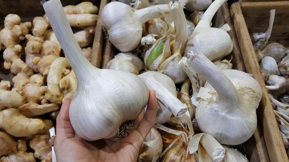 Fresh Elephant Garlic Cloves for Planting - Easy to Grow Your Own Food