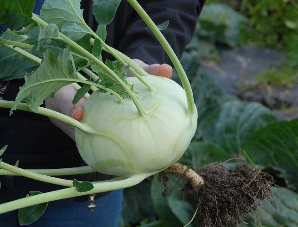 Exotic Kohlrabi Giant Cabbage Seeds | 100+ Seed Packet | Grow This Giant Heirloom Cabbage | Rare Vegetable Seeds for Planting