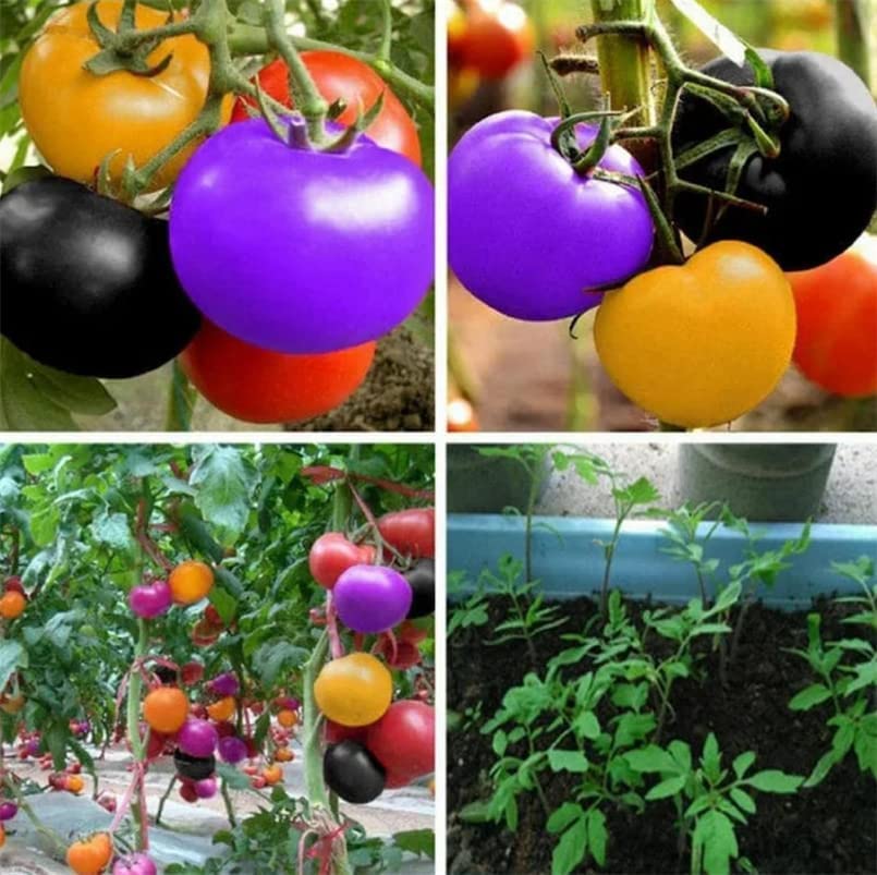 Rainbow Cherry Tomato Seeds for Plantg - 100+ Seeds - Colorful and Delicious Mixed Color Cherry Tomato Seeds for Growing