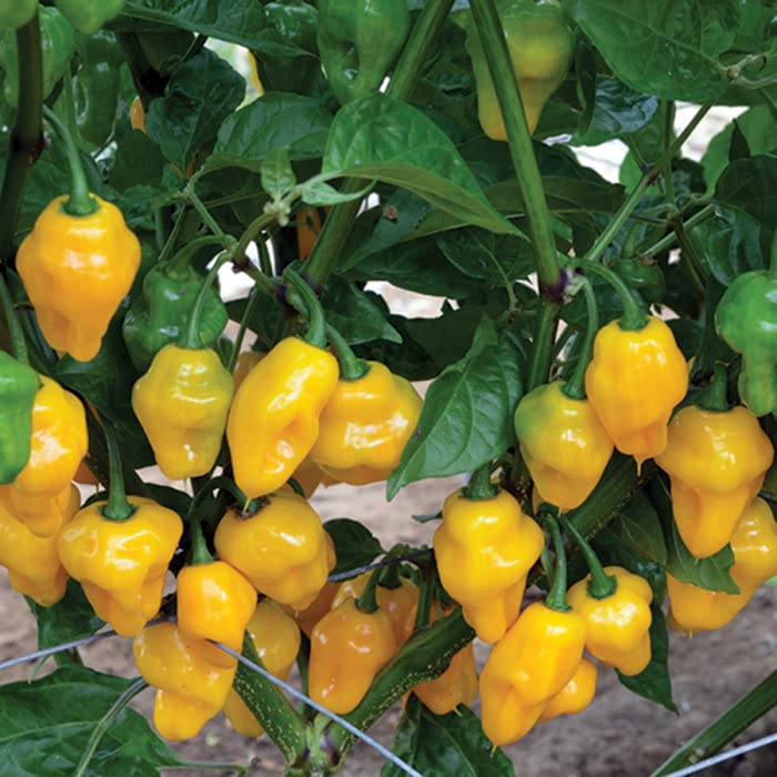 Trinidad Perfume Pepper Seeds for Planting (10 Seeds) - Grow Your Own Food