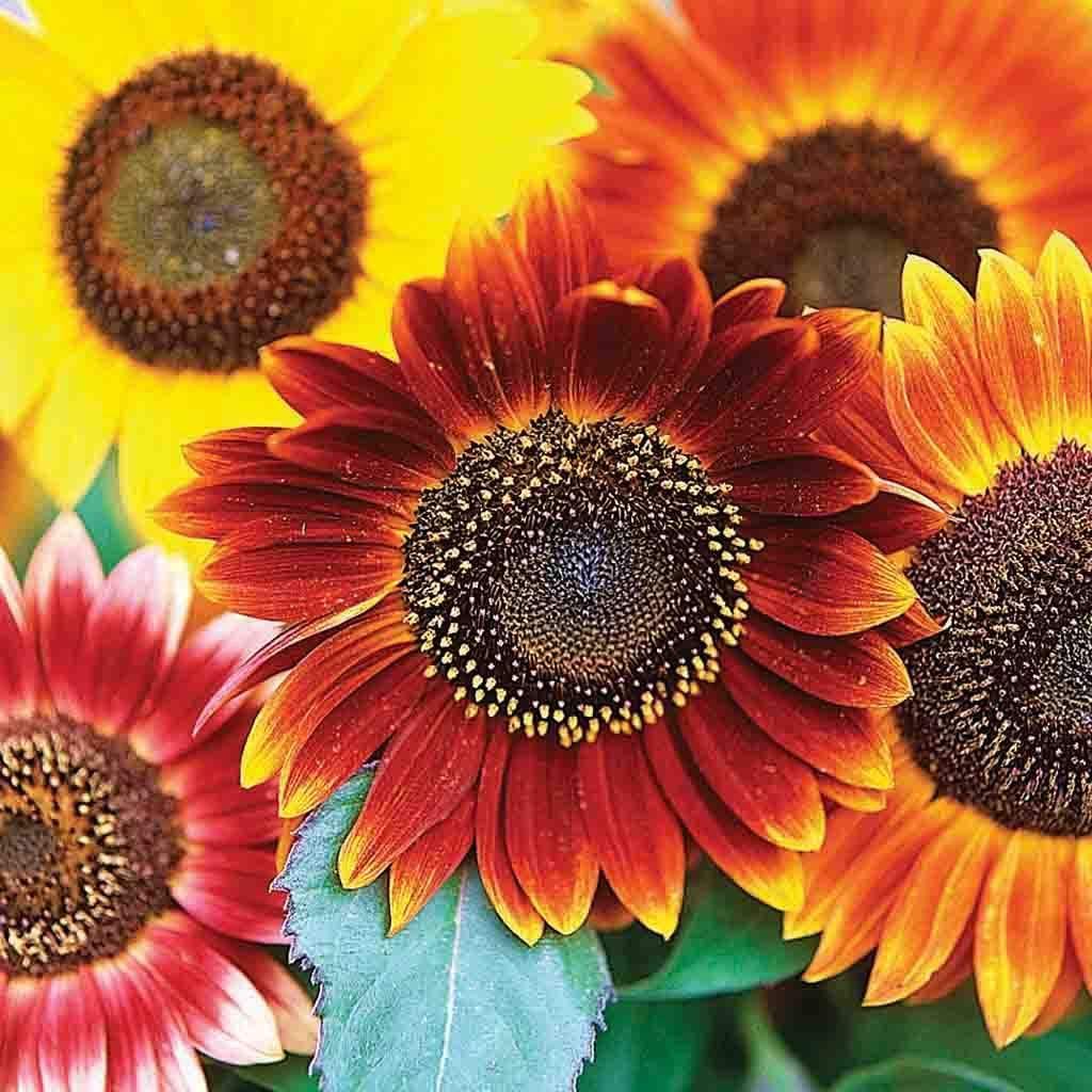 Autumn Beauty Sunflower Seeds for Planting | 50+ Seeds | Vibrant Fall Colors, Late Season Sunflowers | Stunning Fall Colors