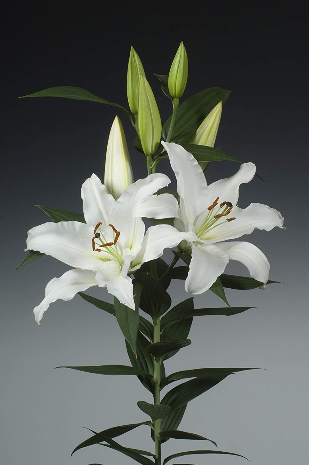 Casa Blanca Oriental Lily -4 Perennial Flower Bulbs, Easy to Grow - Made in USA, Ships from Iowa