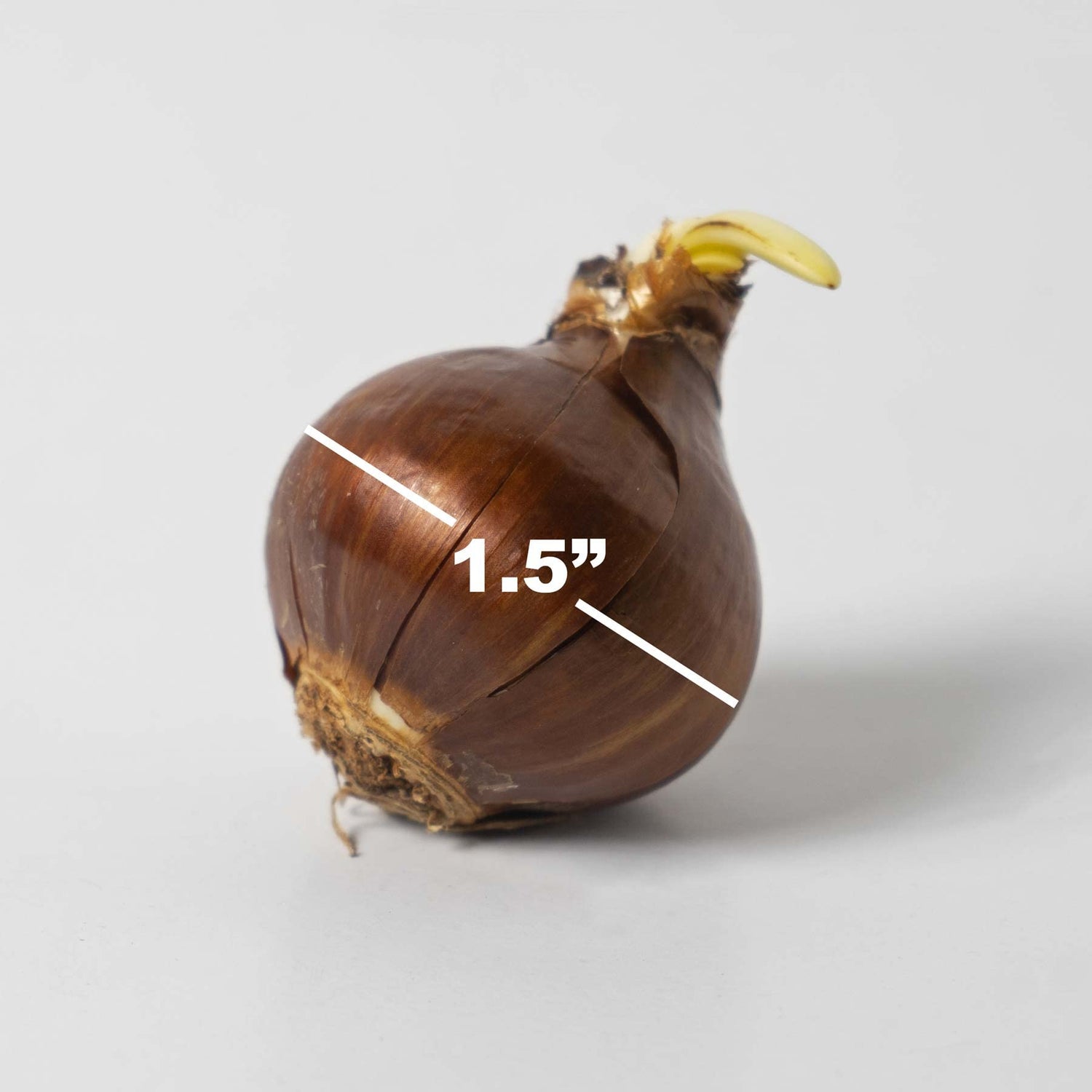 10 'Ziva' Paperwhites Flower Bulbs 14/15cm Bulbs