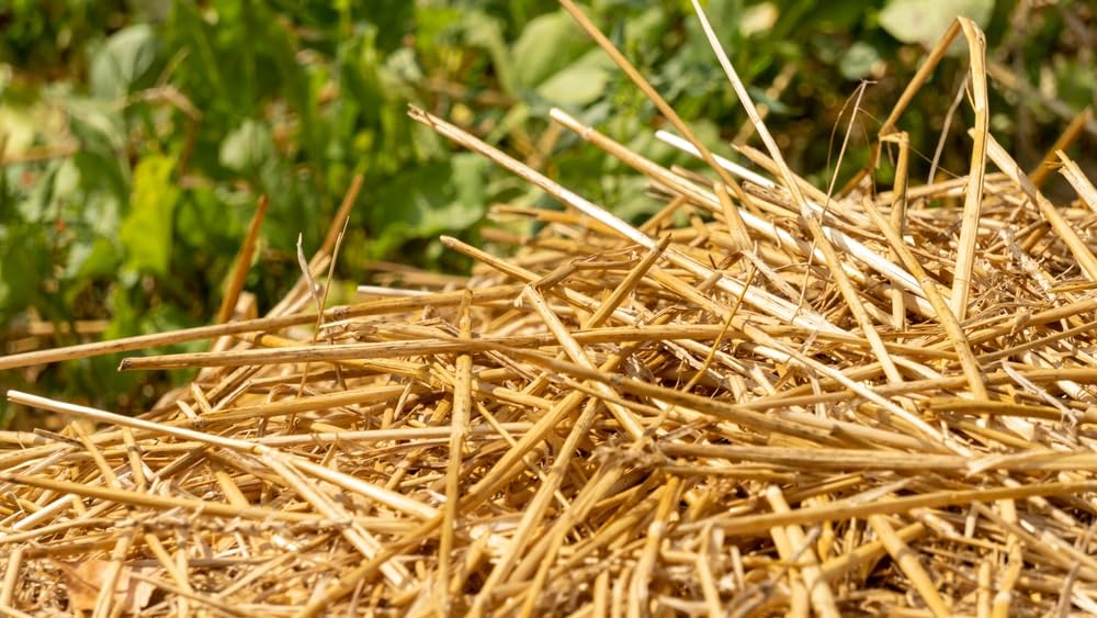 12 Pounds 100% Natural Wheat Straw for Animal Bedding, Garden Mulch, Compost & Fertilizer, and Grass Cover (12 Lbs)