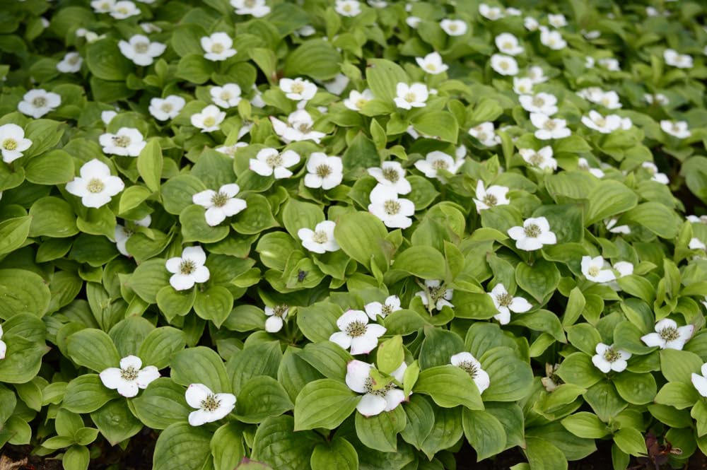 30 Bunchberry Bush Seeds for Planting - Cornus Canadensis - Bunchberry Dogwood