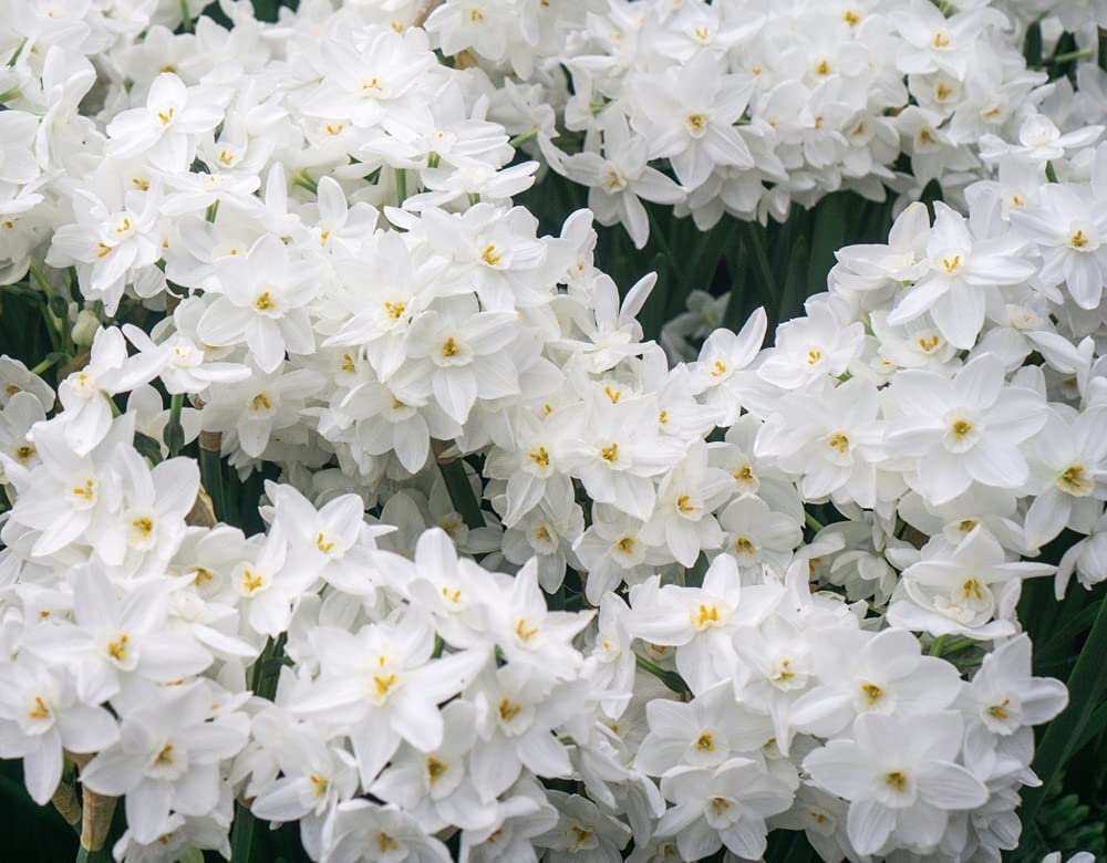 50 Ziva Paperwhite Bulbs - Fast Flowering Indoor Blooms - Largest Bulbs Available - Paperwhite Bulbs for Forcing Indoors, Bonsai Plant