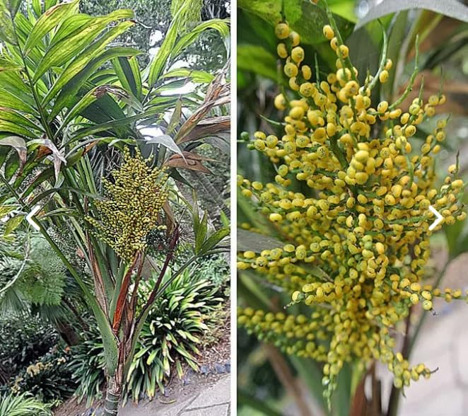 10 Parlor Palm Tree Seeds for Planting - Chamaedorea elegans
