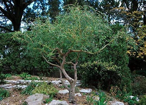 20 Corkscrew Willow Tree Cuttings - Fast Growing Trees for Privacy or Shade - Unique Curly Branches