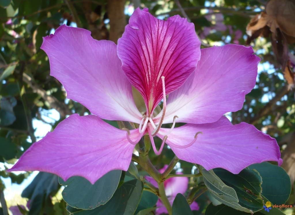 Orchid Tree Seeds for Planting - 10 Seeds - Butterfly Tree - Bauhinia purpurea