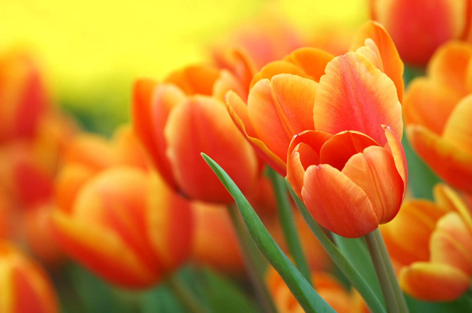 Daydream Tulip Bulbs to Grow BIGPACK - 50 Bulbs - Ships from Iowa, USA - Vibrant Orange Tulips, Award Winning